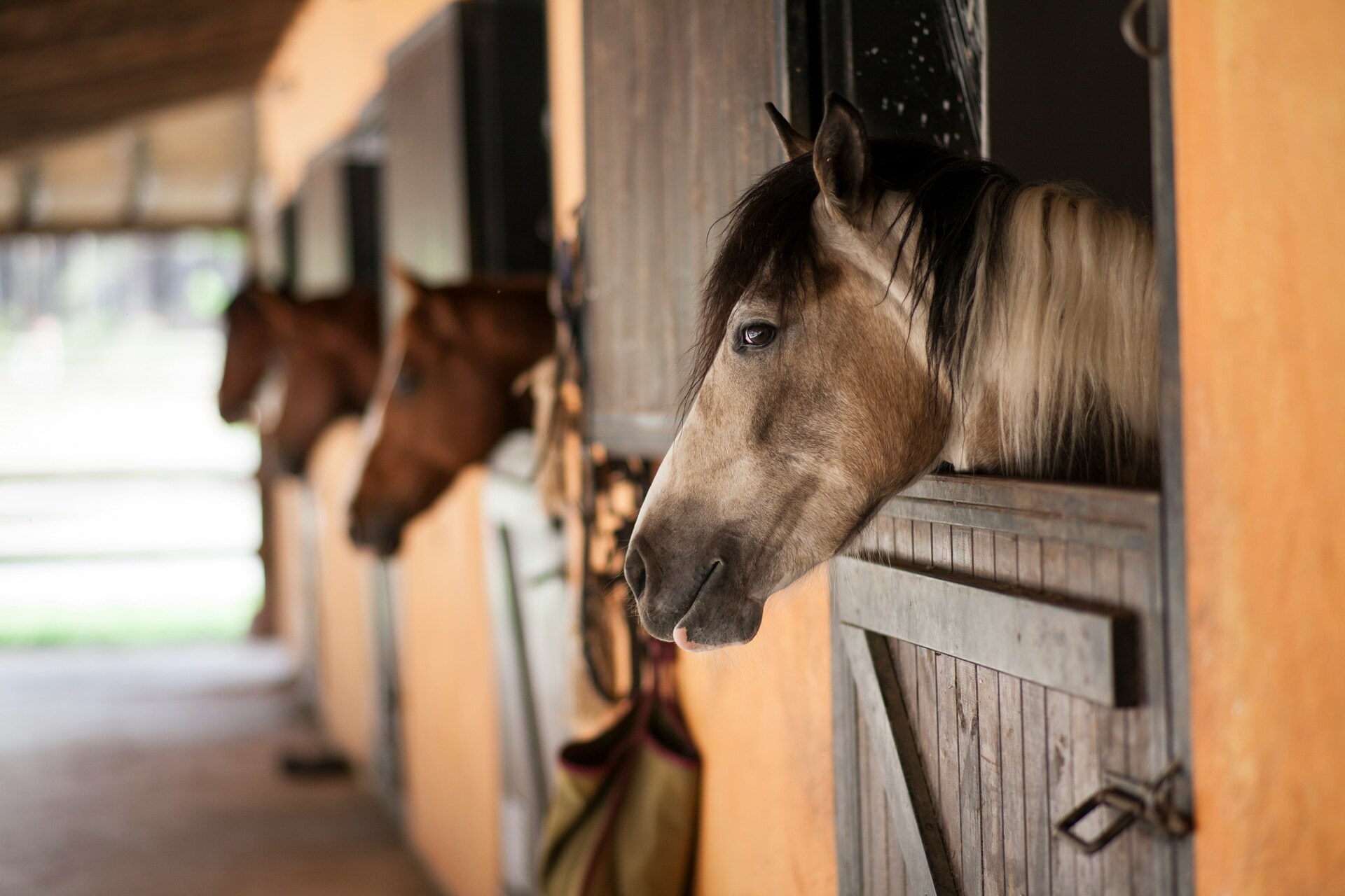 СК РФ: на Ставрополье возбудили дело из-за конезавода, где истязали лошадей